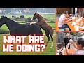 What are we doing? What are we looking for? | Friesian Horses