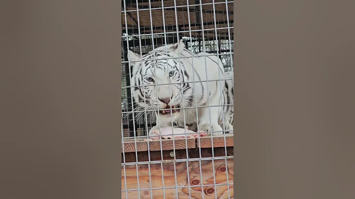 Video 11829361: royal bengal tiger, royal bengal cat, rare white bengal cat