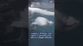 Spašeno šest morskih sisavaca