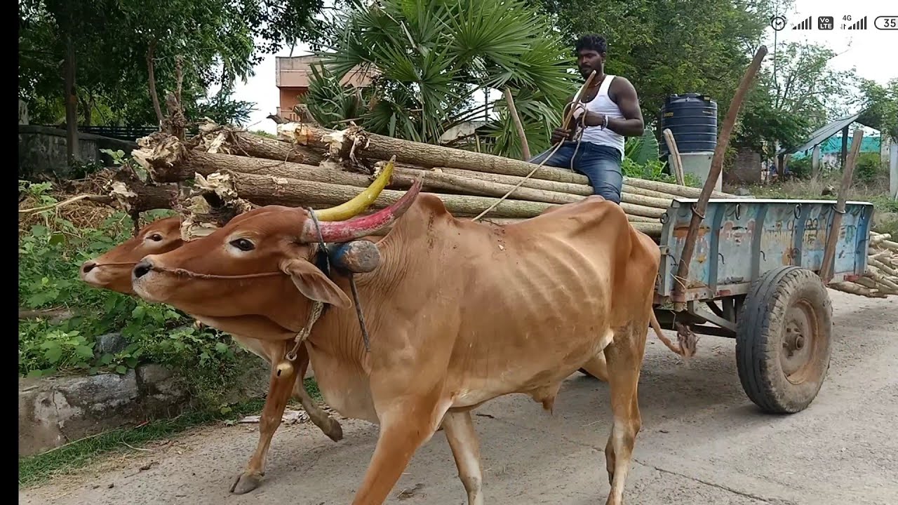 Bullock cart heavy load performance | loading Bullock frame work| Bullockcart loding