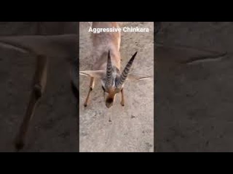 Video: Da li antilope odbacuju rogove?