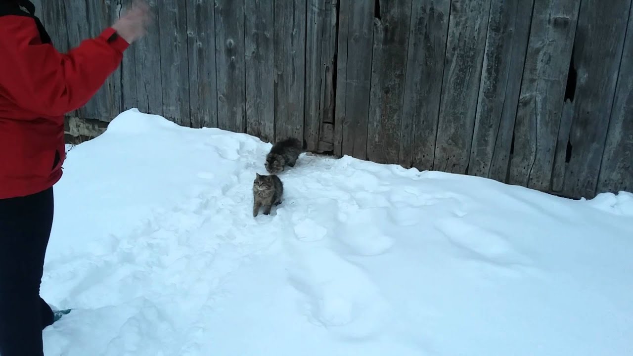Barn cats in the snow! YouTube
