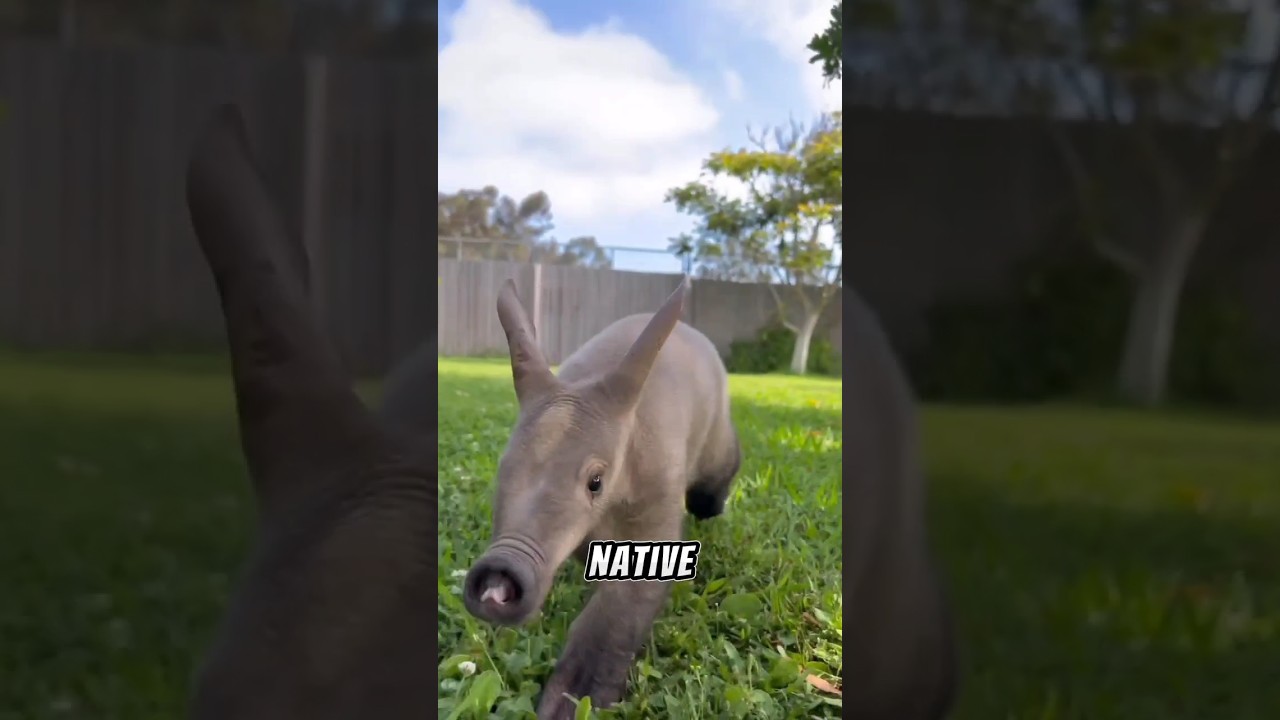Aardvark Amazing Facts 