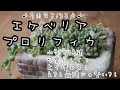 【多肉植物】プロリフィカ丼　丈夫！よく増える！めちゃ可愛くて最高な品種なんです