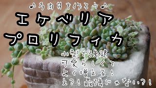 【多肉植物】プロリフィカ丼　丈夫！よく増える！めちゃ可愛くて最高な品種なんです