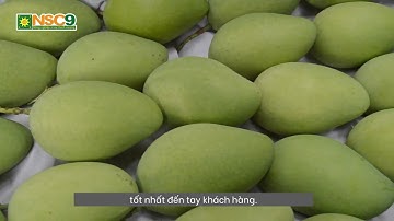 Xoài Cát Chu Cao Lãnh da xanh xuất khẩu thị trường Nhật - Xoài Chú Chín