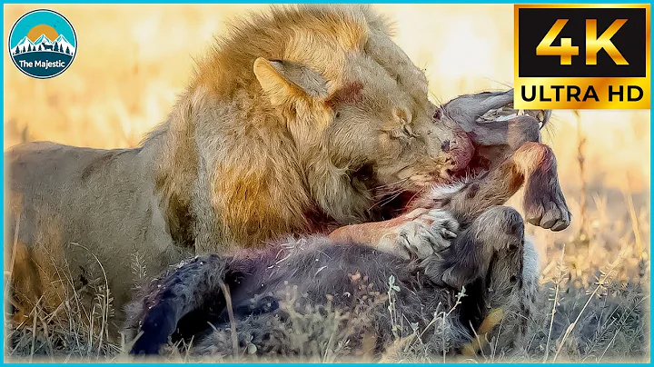 Craziest Lion Attacks Ever Caught On Camera #NatureDocumentary | Wild Animals