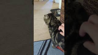 Kitty loves scratches
