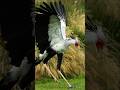The Deadly Snake Killer: Secretary Bird 🦅🔥SecretaryBird #DangerousBird #animalfacts #animals
