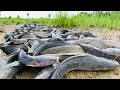 top 5 videos fishing! a fisherman find and catch a lot of catfish in little water Catch by hand