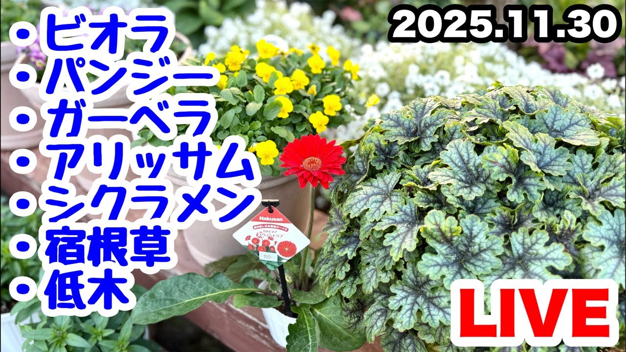 ◆『マコトさん専用』ゆるふわ園芸やっちゃんねる ゆるふわ園芸やっちゃんねる - YouTube