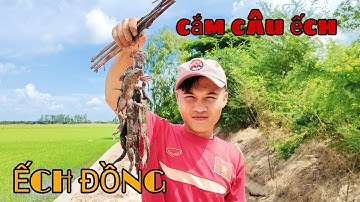 Cách làm mồi và cắm câu ếch bằng ốc bươu vàng || Học vlog