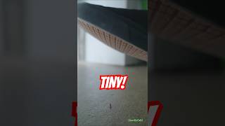 Negative Attention Giant, Crush, Sneakers