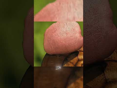 حكايه اللبانه الملعونه اللي حشره بتقف عليه بيكون مصيرها الموت Movie هتضحك مسلسلات كوميديات