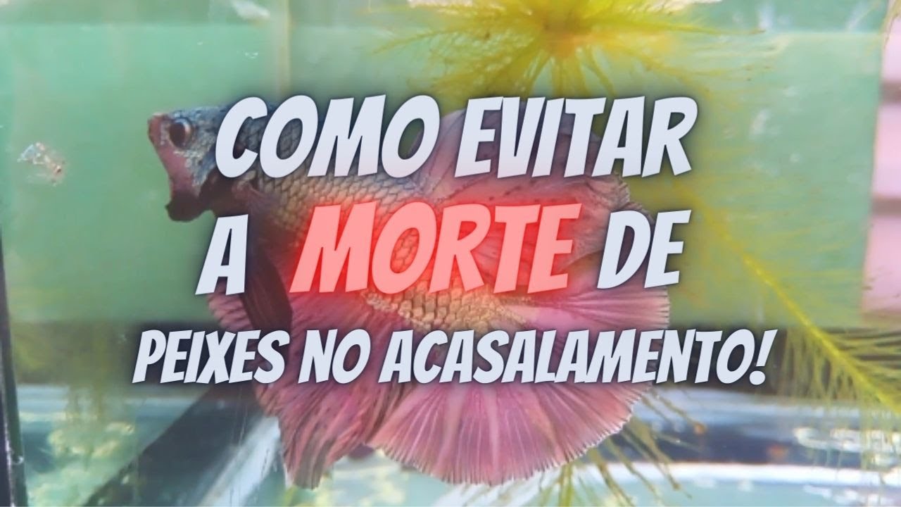 Como evitar a MORTE dos peixes (betta) no acasalamento! | Anderson Meneguetti