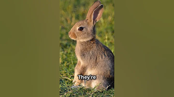 How Rabbits Communicate: Body Language Explained!