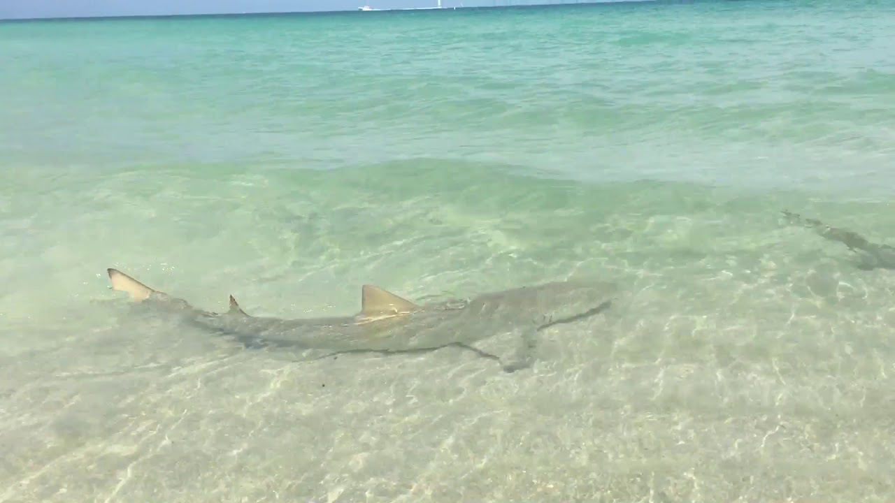 Sharks spotted at Miami Beach very close to the beach - YouTube