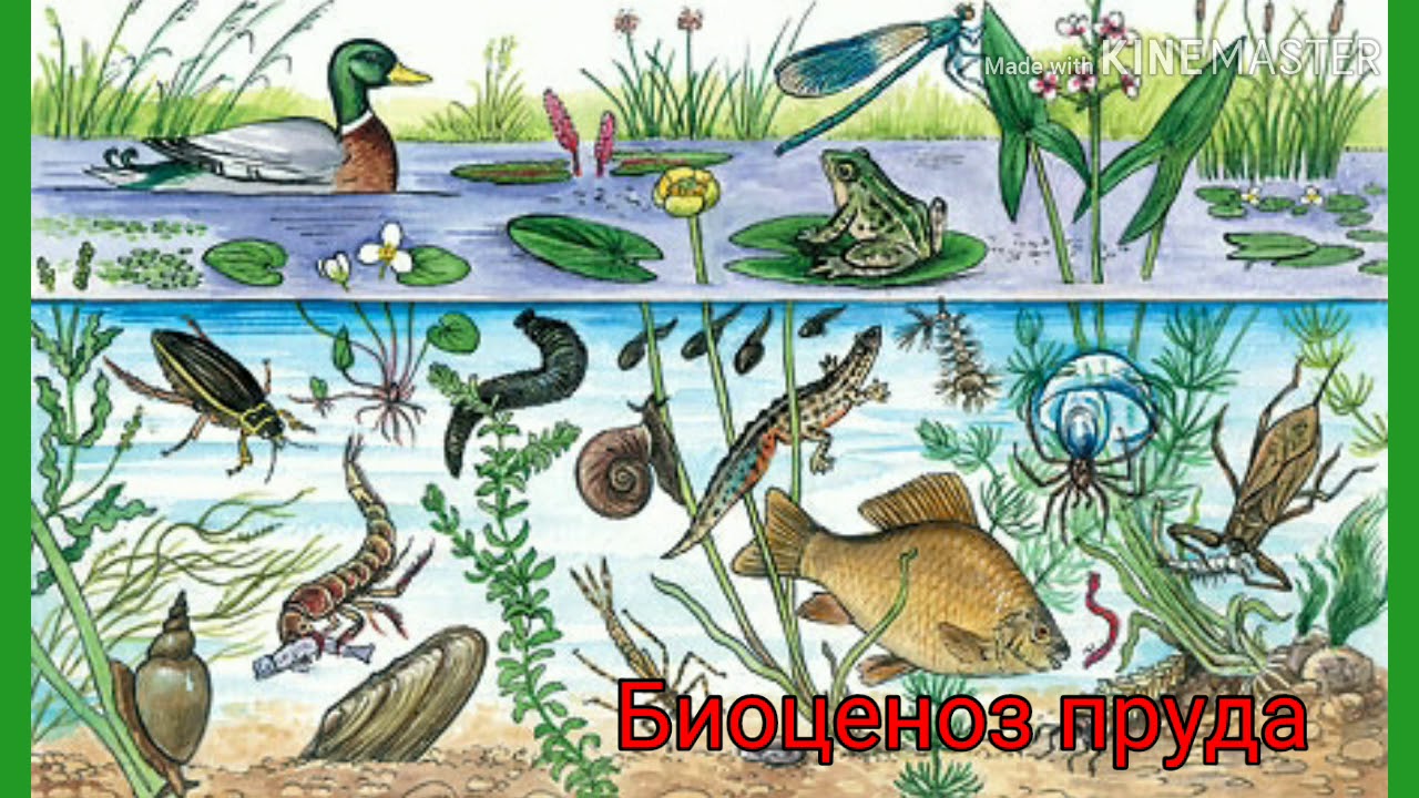 Природное сообщество озеро 5 класс биология