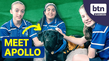 School Therapy Dog Helps Students - Behind the News