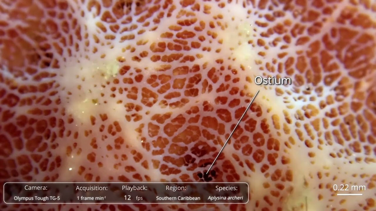 Sea sponges may seem like simple creatures, but…