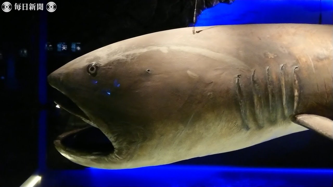 大きな口ぱっくり「メガマウスザメ」 沼津の水族館、剥製で一般公開へ