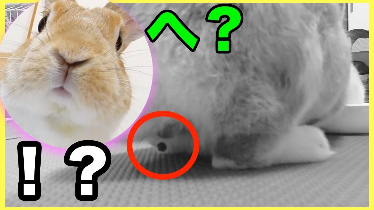 一人暮らしでもうさぎを飼うことができるのか Yes Or No Youtube 一人暮らしでもうさぎを飼うことができるのか Yes Or No Youtube