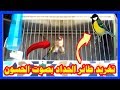 أجمل تغاريد طائر الحداد يتفنن بها طائر الحسون روعة ماشاء لله طائر للأخ سعيد مصدقين 