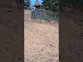 NEW BABY ANTELOPE