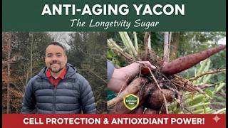 ANTI-AGING YACON: The Longevity Crop for Cell Protection & Antioxidant POWER!