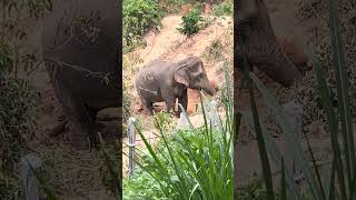 She knows,I’m watching 👀her😂🐘💚🫰 #changchill #elephant #ethical #wildlife #animals #nature ￼