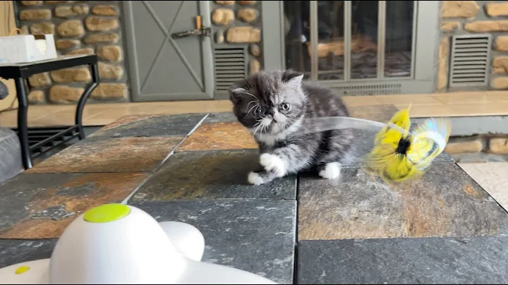 Watch the video about Playful Fur Ball! 🐱 🖤 Silly Black & White Tabby Exotic Shorthair Kitten!