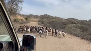 goats and cow&#39;s are the King of the roads, driving through this untouched area.