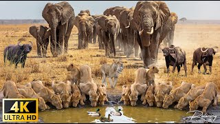 คอลเล็กชั่นสัตว์ป่าแอฟริกัน 4K: Ultimate African Wildlife 4K Ultra HD / 4K TV