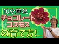 【花の育て方】１０分で解説！チョコレートコスモスの植え方,水やり,土作りと肥料のやり方などを分かりやすく説明する動画です。