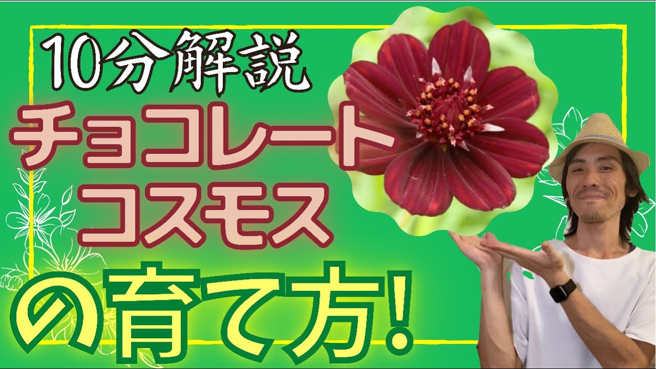 花の育て方 １０分で解説 チョコレートコスモスの植え方 水やり 土作りと肥料のやり方などを分かりやすく説明する動画です Youtube