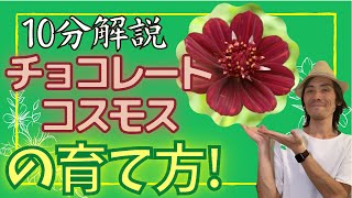 花の育て方 １０分で解説 チョコレートコスモスの植え方 水やり 土作りと肥料のやり方などを分かりやすく説明する動画です Youtube