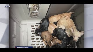47 Dogs found in abandoned in RV; Houston Humane Society rescued