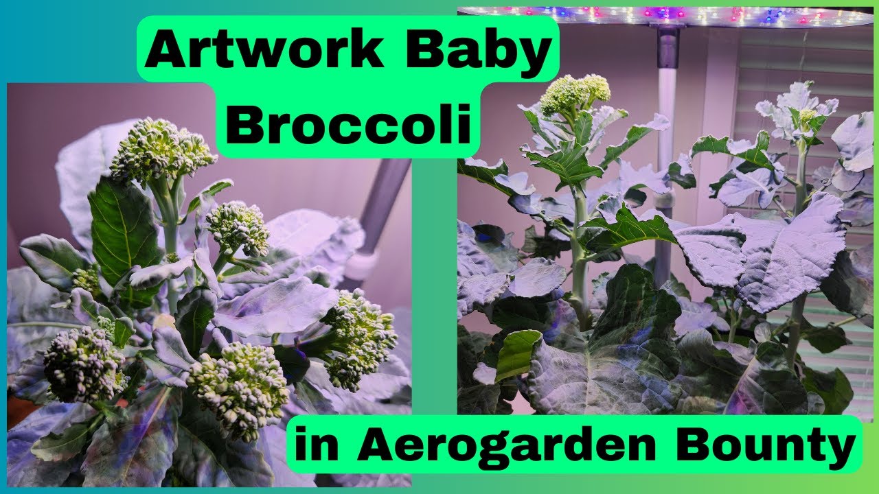 Grow Broccoli in Aerogarden Bounty Basic Hydroponics System, Artwork Baby