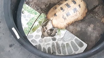 Rùa vàng ăn ốc sên