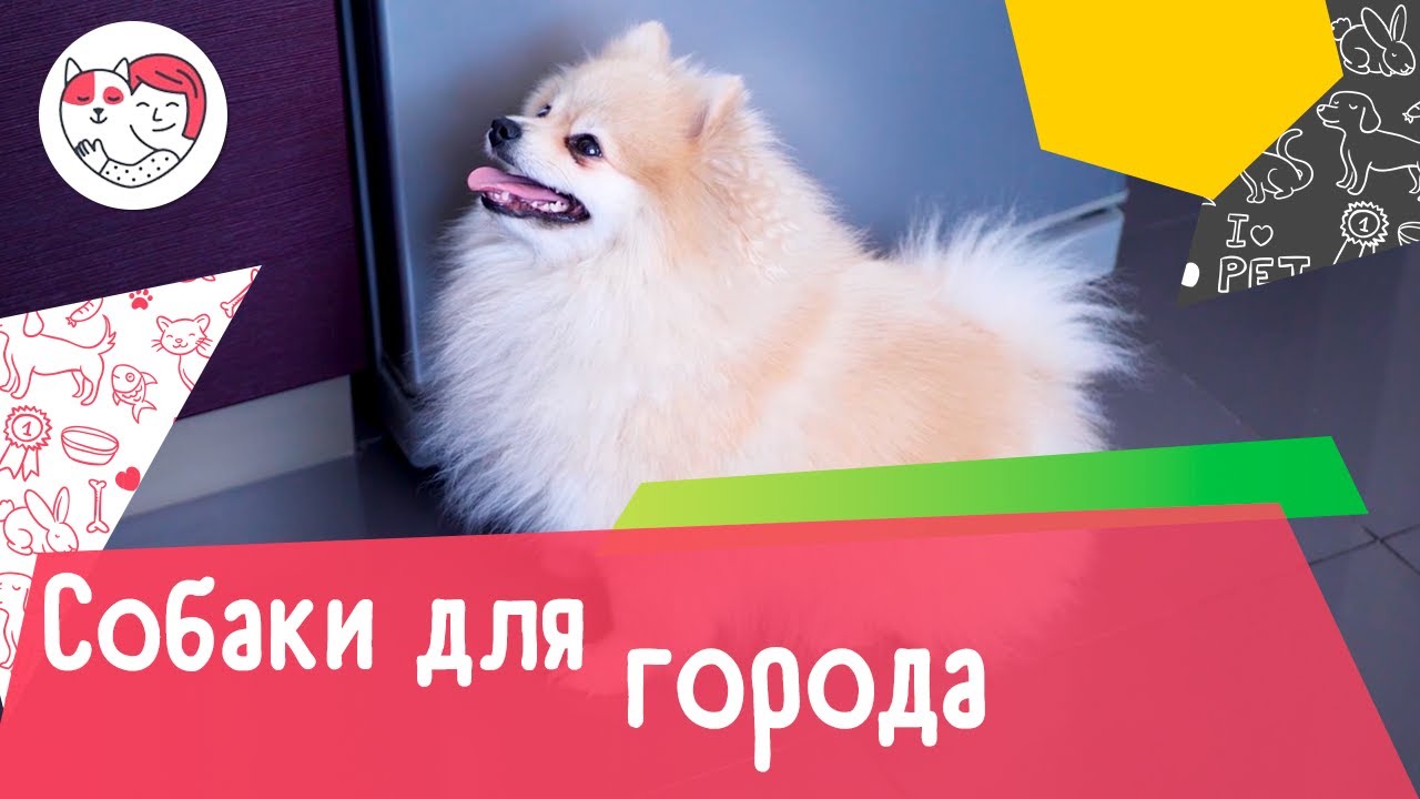 10 пород собак, которые идеально подходят для жизни в городе