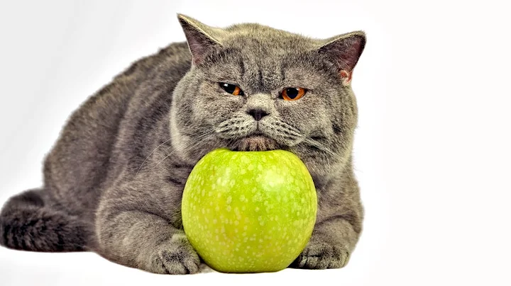 Watch the video about 5 Reasons Your Next Cat Should Be a British Shorthair