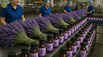 How Lavender Is Harvested & Processed | Essential Oil Factory Process