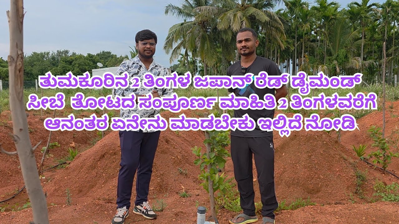 ತುಮಕೂರಿನ 2 ತಿಂಗಳ ಜಪಾನ್ ರೆಡ್ ಸೀಬೆ ತೋಟ ಎರಡು ತಿಂಗಳು ಗಿಡಗಳು ಉತ್ತಮ ಬೆಳವಣಿಗೆ ಗೆ ಏನೇನು ಮಾಡಬೇಕು ರೈತನ ಬಾಯಲ್ಲಿ