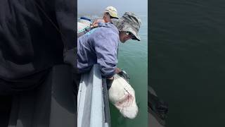 🦈 MEET THE NEWEST MEMBER OF THE OCEARCH SCIENCE TEAM!