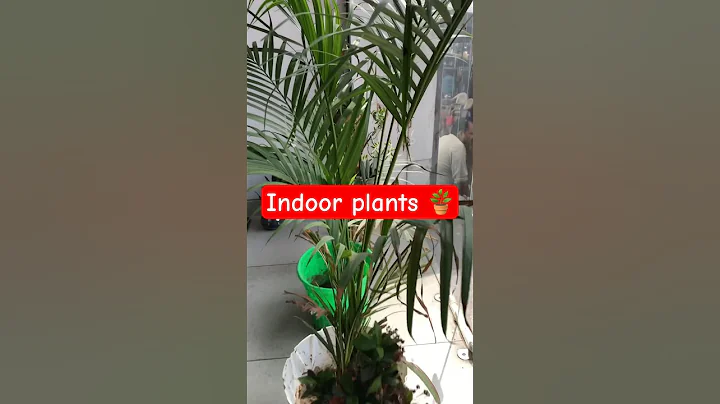 How to decorate with Indoor plants 🪴 #shorts