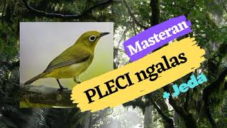 Download Lagu PLECI Ngalas , Pleci Ngalas ngerol Gacor + jeda, Ampuh !!! MP3
