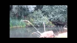My Kingfisher Moment - River Lugg Herefordshire