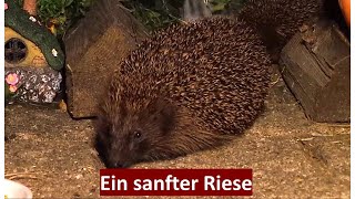 Igel im XXLFormat, der sanfte Riese 'Goliath', Nr. 164