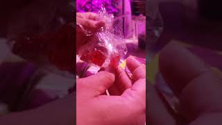 (AGE 21+) CANNABIS Seeds from OGMIGROW 2019
