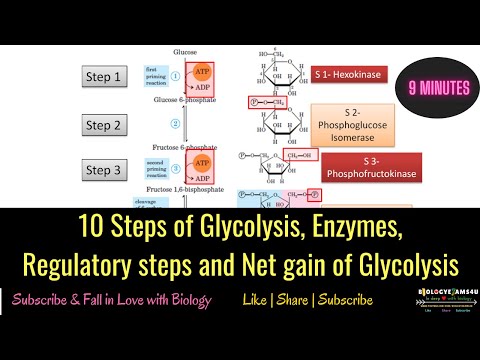 ग्लाइकोलिसिस के 10 चरण, एंजाइम, नियामक कदम और ग्लाइकोलिसिस का शुद्ध परिणाम || भाग I